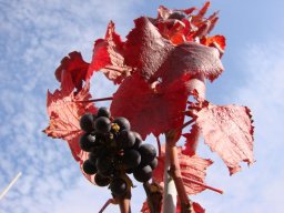 20100104_1225331372_pinot_noir_barwy_jesieni