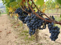 20100104_1485156955_cabernet_cortis_str