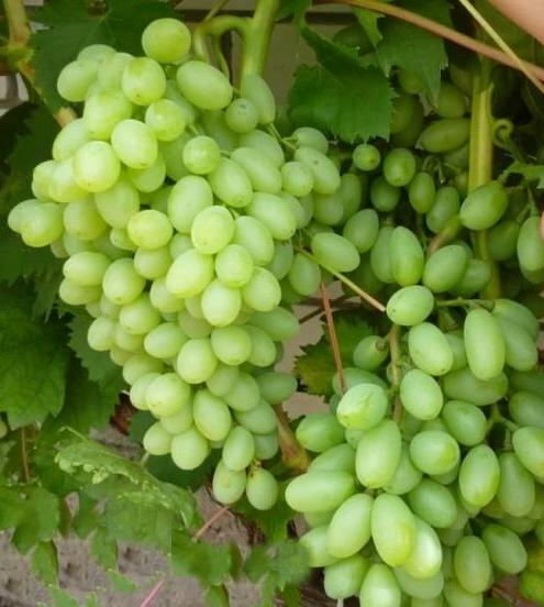 centennial-seedless_3_popr.jpg